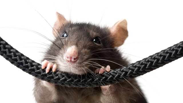 SG News :: Rats chew through fiber optic cables in London